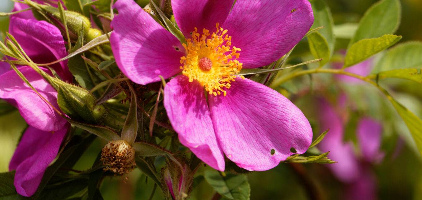 Ep. 88 Heirlooms and Herbals – Rose – Mother Earth News - Vimarsana News